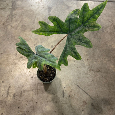 4" Alocasia Jacklyn (Grower 1105)